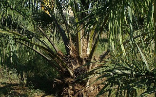 Zoomed in Palm Tree